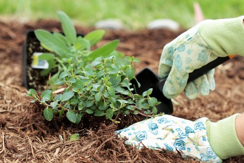 Healthy turf with seasonal lawn treatment in New Malden