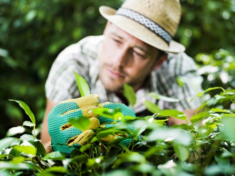 Healthy grass maintenance in New Malden