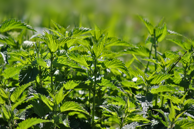 garden design landscape design